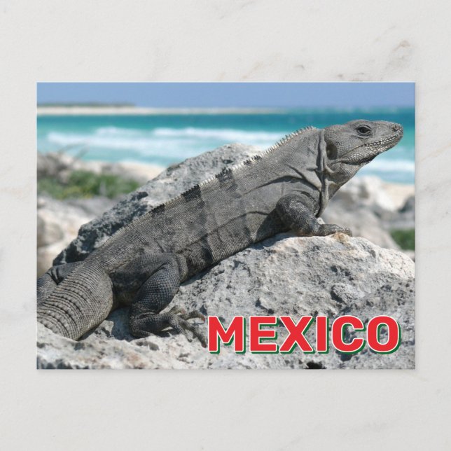 Black Spiny hat Iguana in Mexiko getippt Postkarte (Vorderseite)