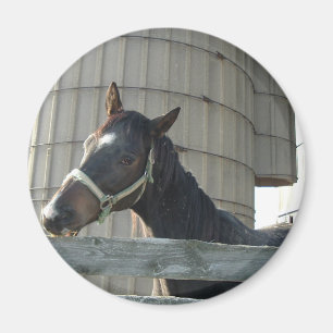 Black Stallion Beauty Magnet