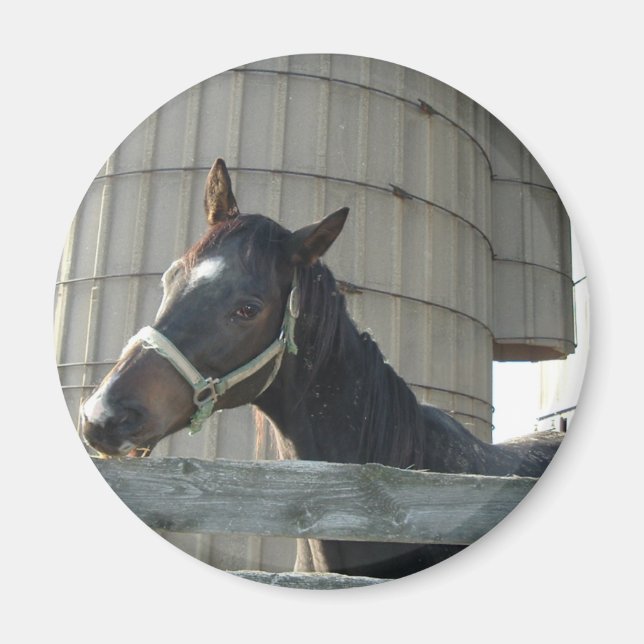 Black Stallion Beauty Magnet (Vorne)
