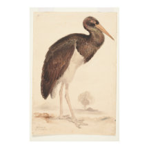 Black Stork (Ciconia nigra) 1835 , Lear, Edward,