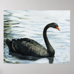 "Black Swan" Bird Art Print Poster