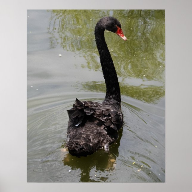 Black Swan in Tranquil Pond Poster (Vorne)