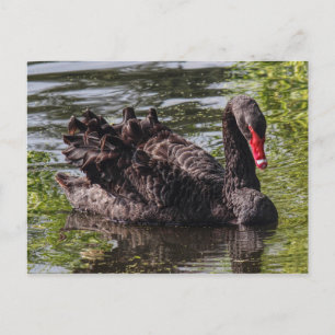 Black Swan, Roath Park Lake, Cardiff, Wales. Postkarte