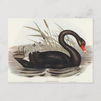 Black Swan von Elizabeth Gould Postkarte