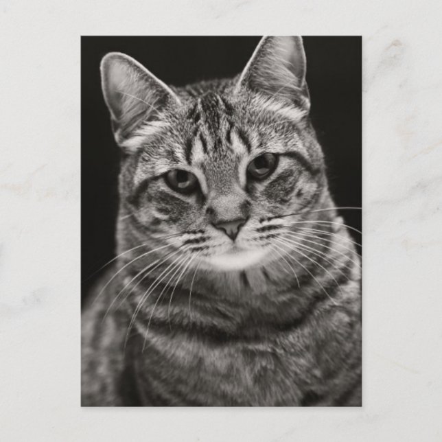 Black Tabby Kitten Postkarte (Vorderseite)