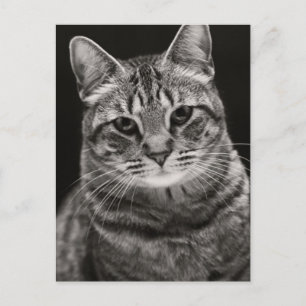 Black Tabby Kitten Postkarte