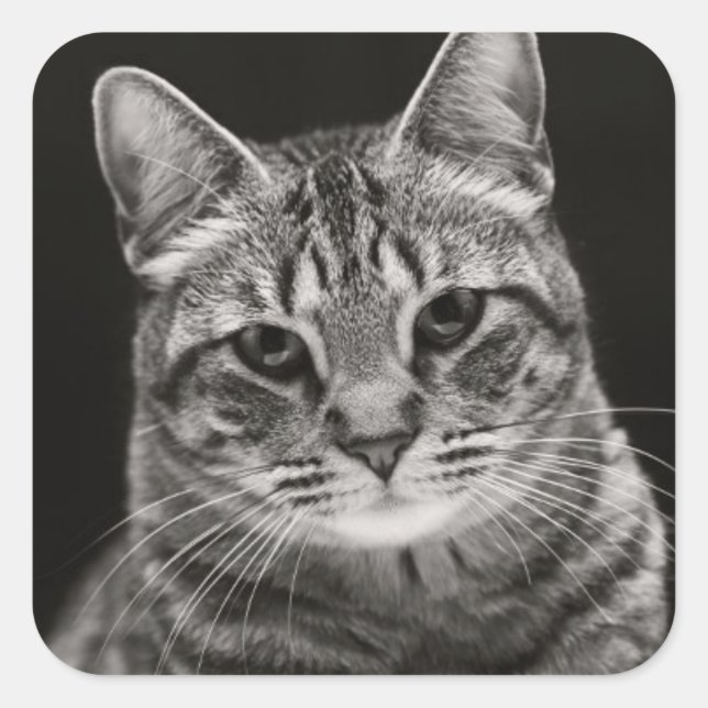 Black Tabby Kitten Quadratischer Aufkleber (Vorderseite)