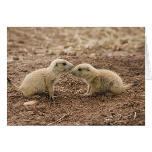 Black Tails Prarie Marmot