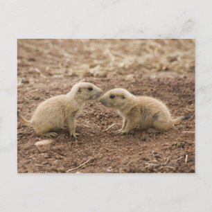 Black Tails Prarie Marmot Postkarte