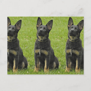 Black & Tan GSD Pup Postkarte