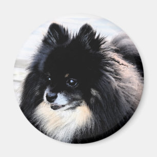 Black & Tan Spitz Magnet