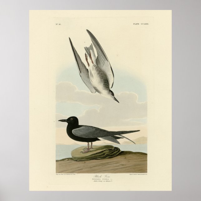 Black Tern aus Audubons Vögeln von Amerika Poster (Vorne)