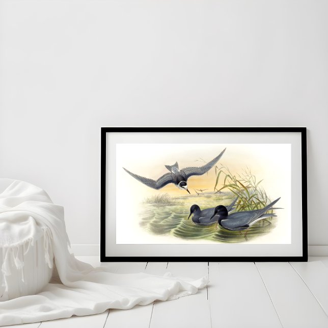 Black Tern Poster (Von Creator hochgeladen)