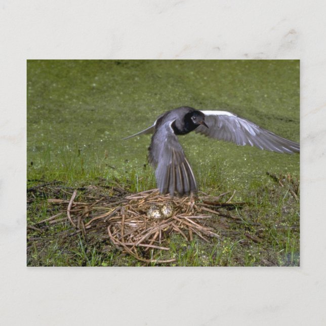 Black Tern über Nest Postkarte (Vorderseite)