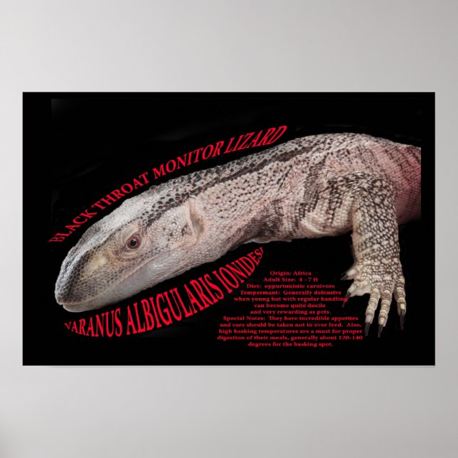 Black Throat Monitor Lizard Poster (Vorne)