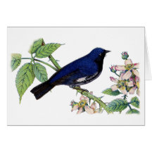 Black Throated Blue Warbler Bird Danke Karte