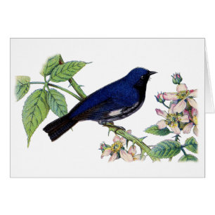 Black Throated Blue Warbler Bird Danke Karte