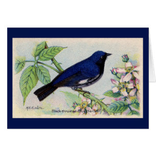 Black Throated Blue Warbler Bird Danke Karte