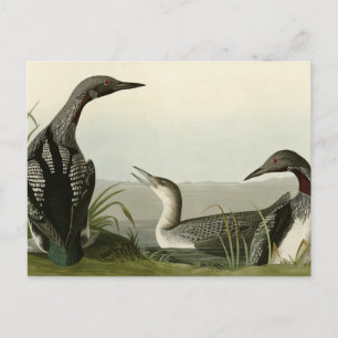 Black-Throated Diver Loon Audubon Birds of America Postkarte