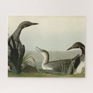Black-Throated Diver Loon Audubon Birds of America Puzzle