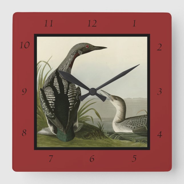 Black-Throated Diver Loon Audubon Birds of America Quadratische Wanduhr (Vorderseite)
