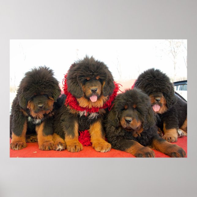Black Tibetan Mastiff Poster (Vorne)