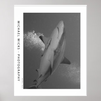 Black Tip Reef Shark Poster