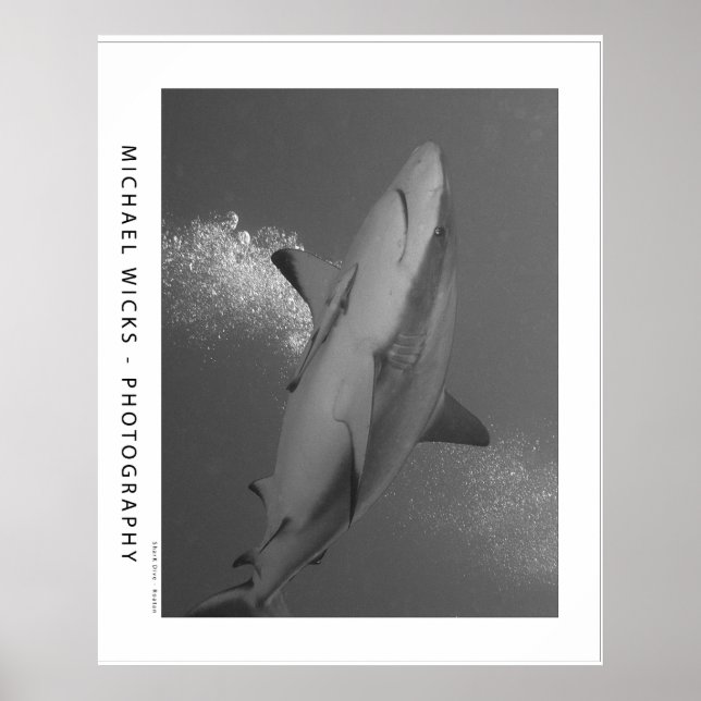 Black Tip Reef Shark Poster (Vorne)