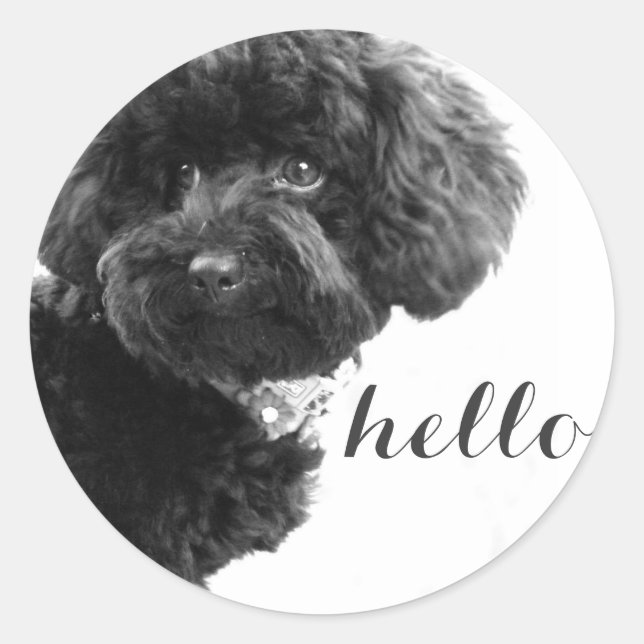 Black Toy Poodle in B&W Fotografy Personalisiert Runder Aufkleber (Vorderseite)