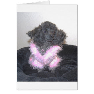 Black Toy Poodle in Pink Sweater oh la la la