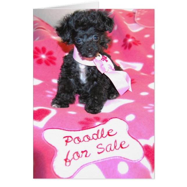 Black Toy Poodle Puppy zum Verkauf (Vorne)