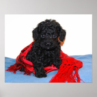 Black Toy Poodle Welpe mit rotem Schal Poster