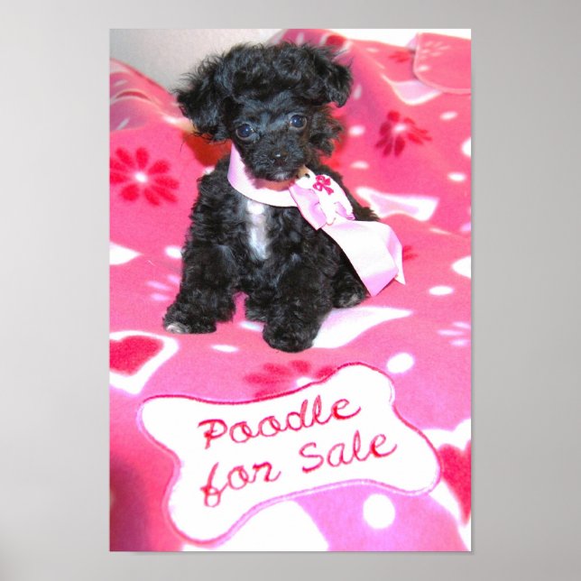 Black Toy Poodle Welpe zum Verkauf Poster (Vorne)