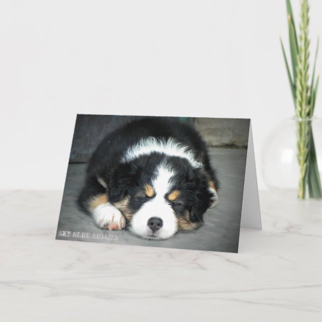 Black Tri Australian Shepherd Greeting Card Karte (Vorderseite)