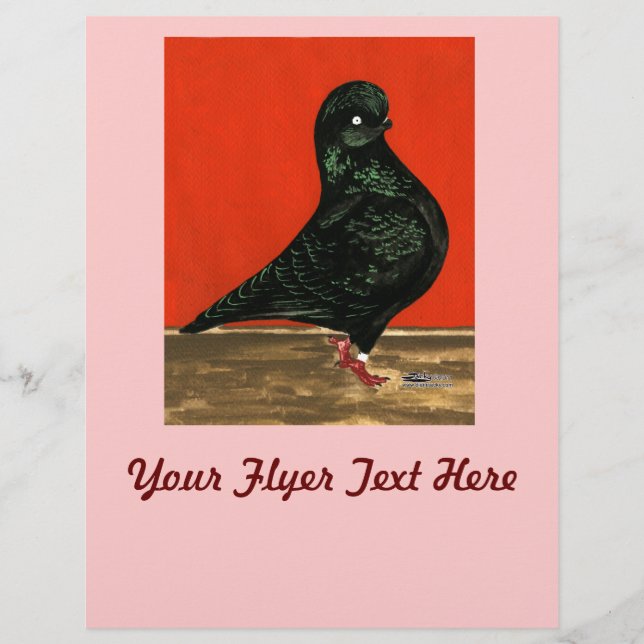 Black Tumbler Taube Flyer (Vorne)