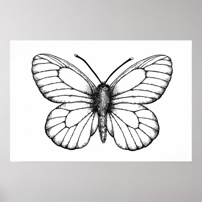 Black-veined white butterfly poster (Vorne)