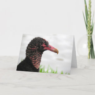 Black-Vulture-Grußkarte Karte