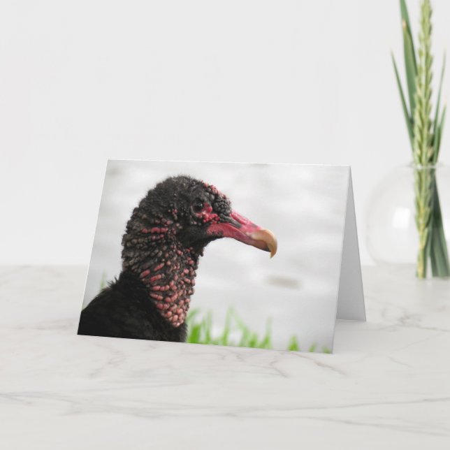 Black-Vulture-Grußkarte Karte (Vorderseite)