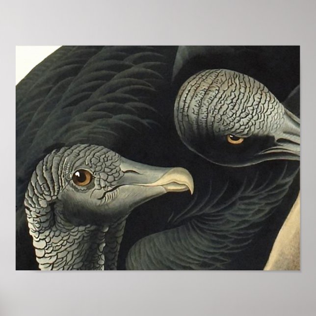 Black Vultures, John James Audubon Poster (Vorne)