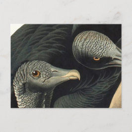 Black Vultures, John James Audubon Postkarte