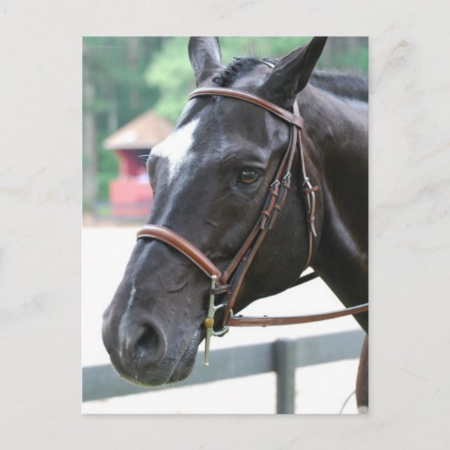 Black Warmblut Postcard Postkarte (Vorderseite)