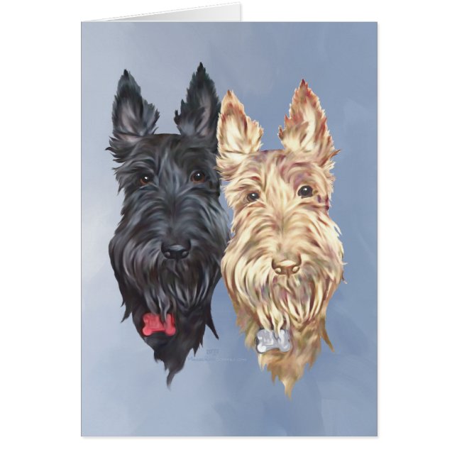 Black & Wheaten Scottish Terriers (Vorne)
