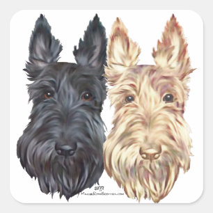 Black & Wheaten Scottish Terriers Quadratischer Aufkleber
