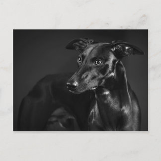 Black Whippet Postkarte