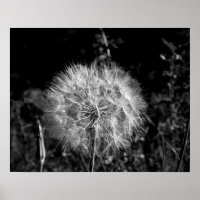 Black & White Big Bright Dandelion 16x20