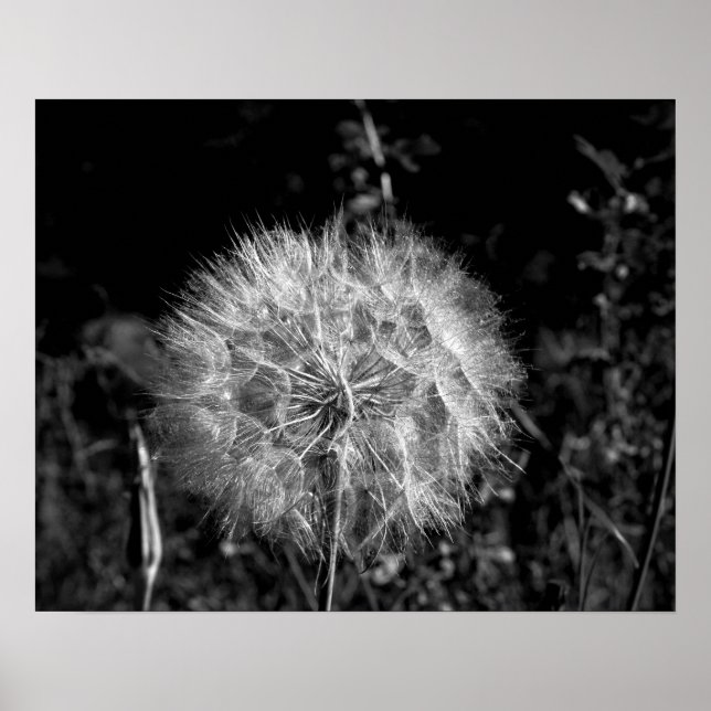 Black & White Big Bright Dandelion 16x20 Poster (Vorne)