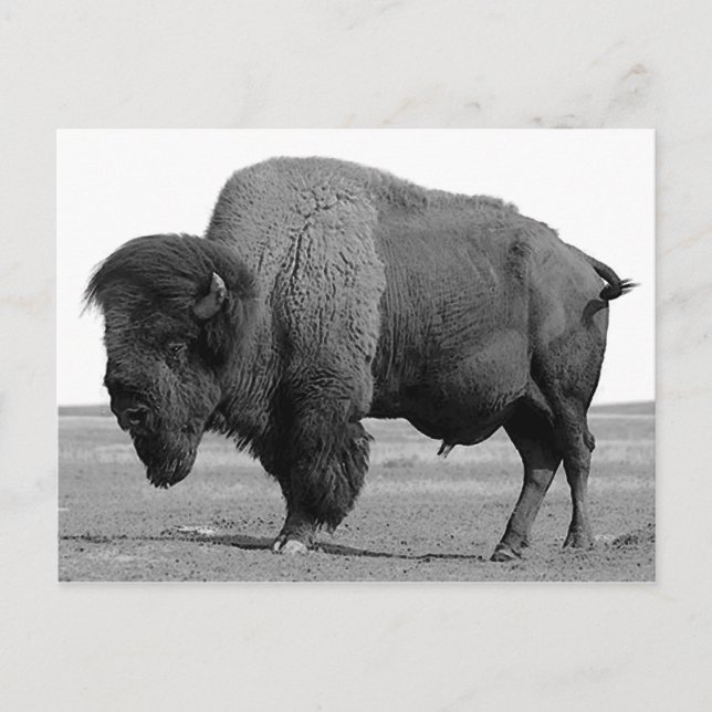 Black & White Bison / Buffalo Postkarte (Vorderseite)