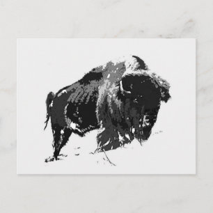 Black & White Bison / Buffalo Postkarte