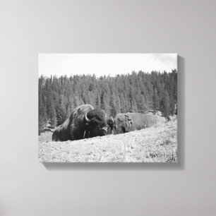 Black & White Bison Bull mit seinem Mate 11x14 Leinwanddruck