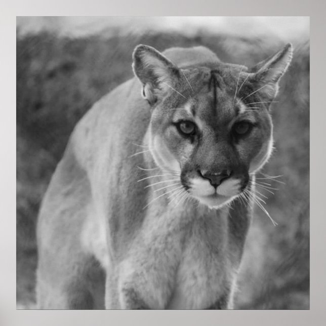 Black & White Cougar Poster (Vorne)
